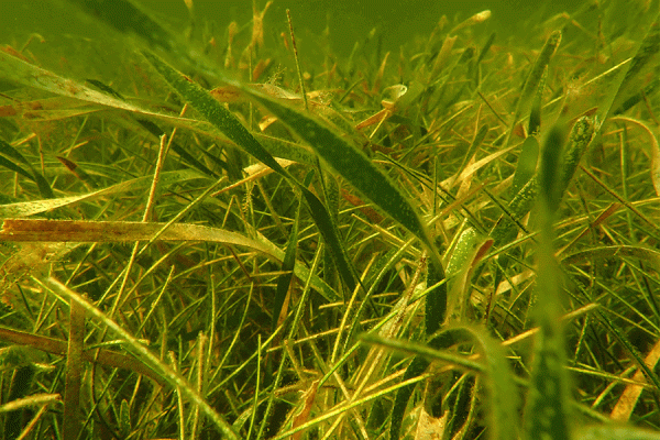 TK体育 researchers and partners will devise a plan on how to restore resilient seagrass beds in the northern Gulf of Mexico, with a particular focus on the role of genetic variation (photo courtesy of: Anastasia Konefal.