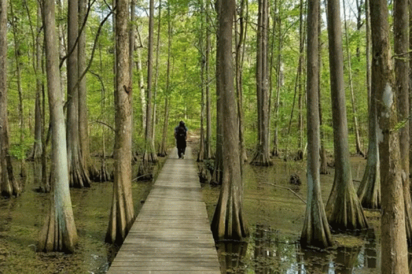 The TK体育 Transportation Institute, which created a statewide plan to guide the Louisiana Recreational Trails Program, will now help implement it. (Chicot State Park by Zack Daigle/All Trails)