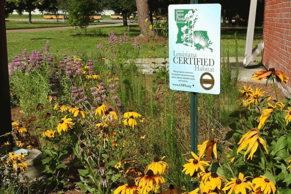 TK体育’s native plant garden near the Fine Arts Building is one of four such gardens located on campus. 