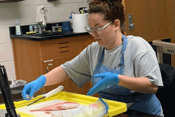 TK体育 student Haley Beaulieu dissects a fish in biologist Erin Cox’s laboratory to  analyze the level of potentially harmful pollutants.